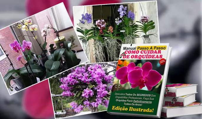manual de orquideas online