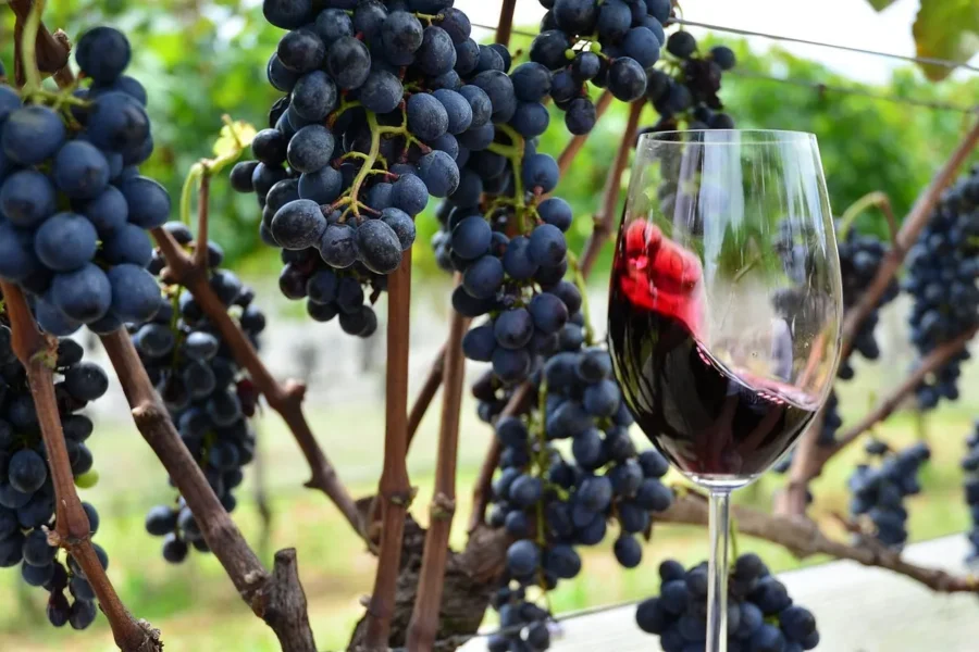 Uvas Chilenas para Vinho